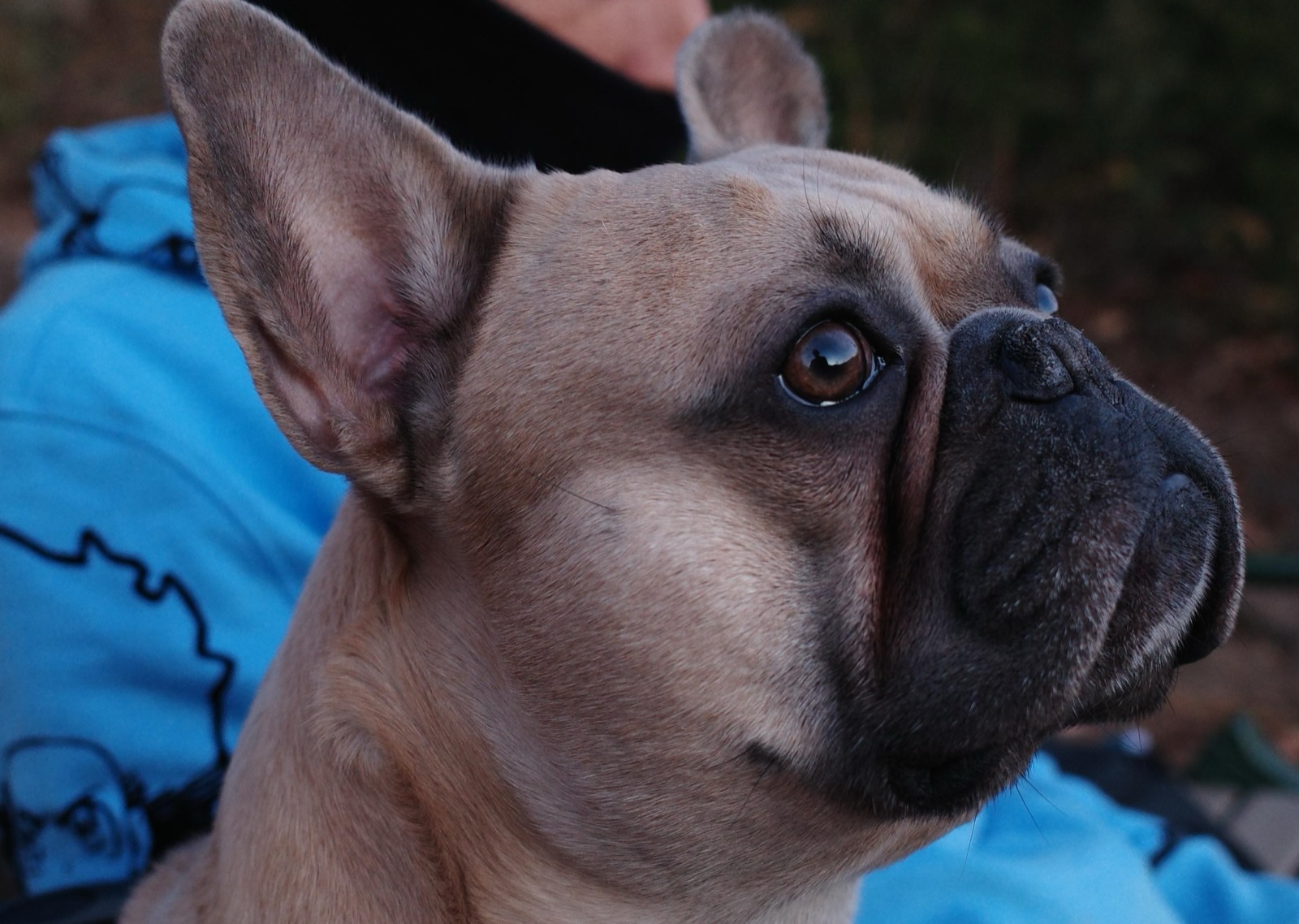 Goku in profile at dusk, looking up with bright brown eyes